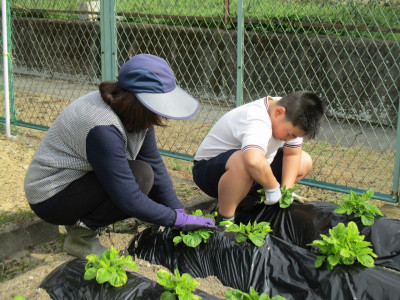 じゃがいもの芽分け (24)