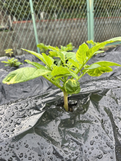 じゃがいもの芽分け (7)