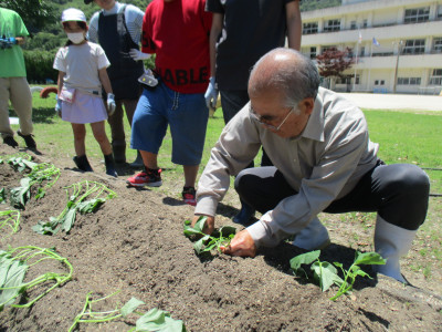 サツマイモの苗植え (9)