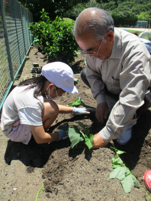 サツマイモの苗植え (17)