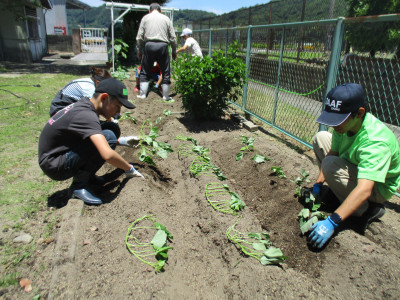 サツマイモの苗植え (19)